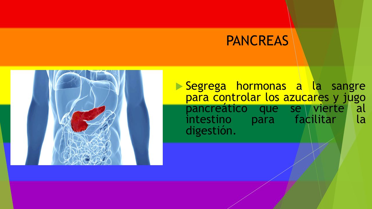 PANCREAS Segrega hormonas a la sangre para controlar los azucares y jugo pancreático que se vierte al intestino para facilitar la digestión.
