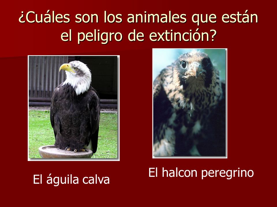 ¿Cuáles son los animales que están el peligro de extinción