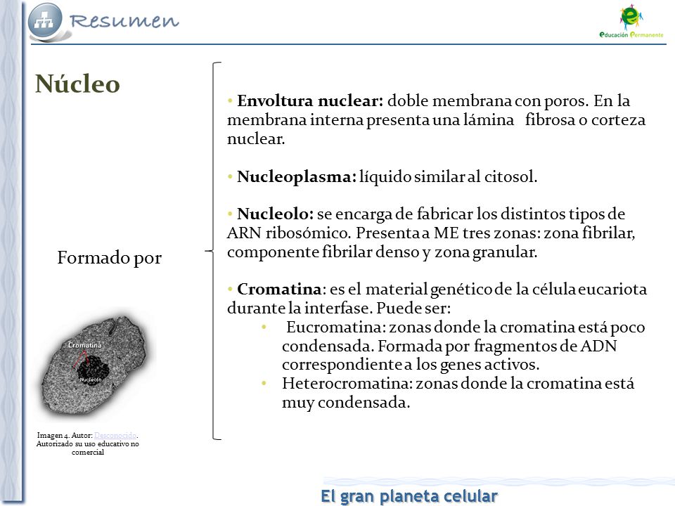 Núcleo Envoltura nuclear: doble membrana con poros. En la membrana interna presenta una lámina fibrosa o corteza nuclear.