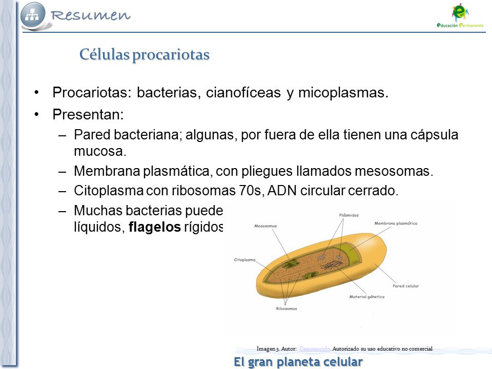 Imagen 3. Autor: Desconocido. Autorizado su uso educativo no comercial