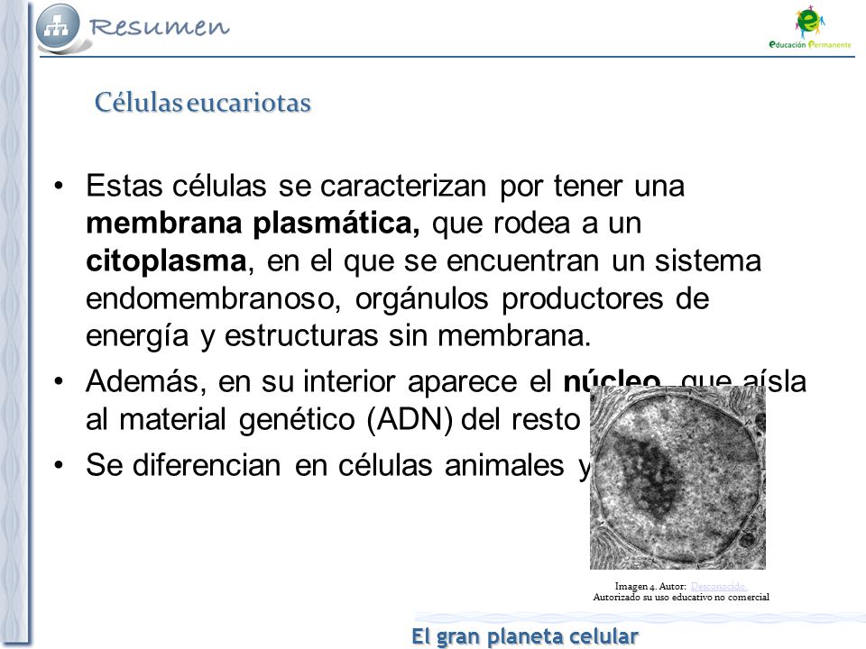 Imagen 4. Autor: Desconocido. Autorizado su uso educativo no comercial