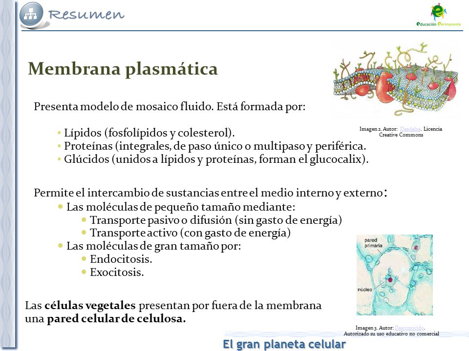 Membrana plasmática Presenta modelo de mosaico fluido. Está formada por: Lípidos (fosfolípidos y colesterol).