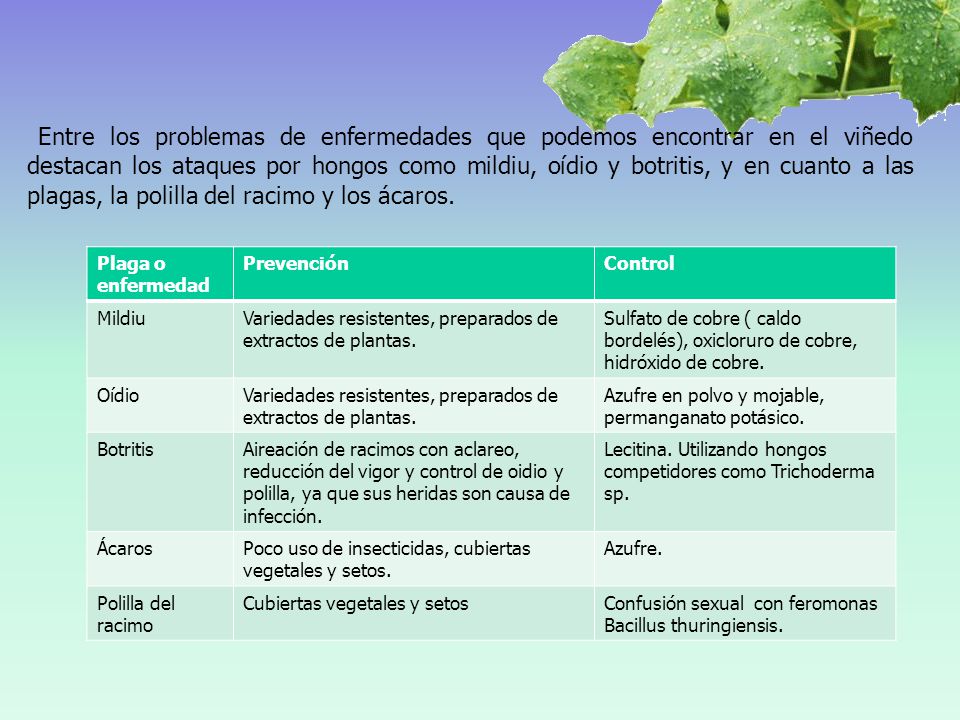 Entre los problemas de enfermedades que podemos encontrar en el viñedo destacan los ataques por hongos como mildiu, oídio y botritis, y en cuanto a las plagas, la polilla del racimo y los ácaros.
