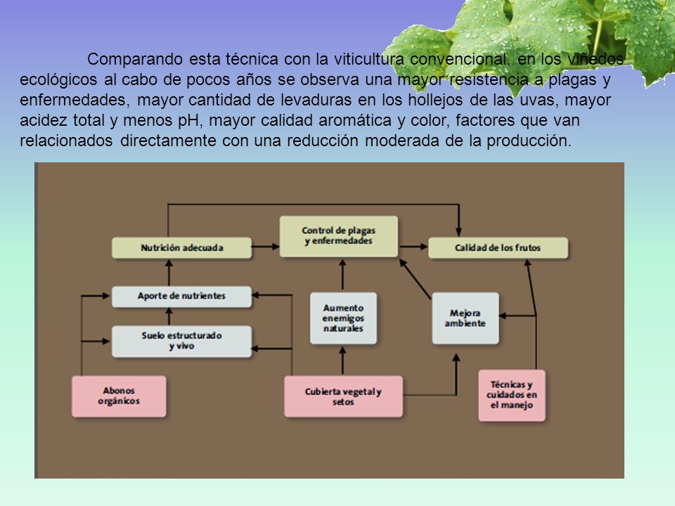 Comparando esta técnica con la viticultura convencional, en los viñedos ecológicos al cabo de pocos años se observa una mayor resistencia a plagas y enfermedades, mayor cantidad de levaduras en los hollejos de las uvas, mayor acidez total y menos pH, mayor calidad aromática y color, factores que van relacionados directamente con una reducción moderada de la producción.