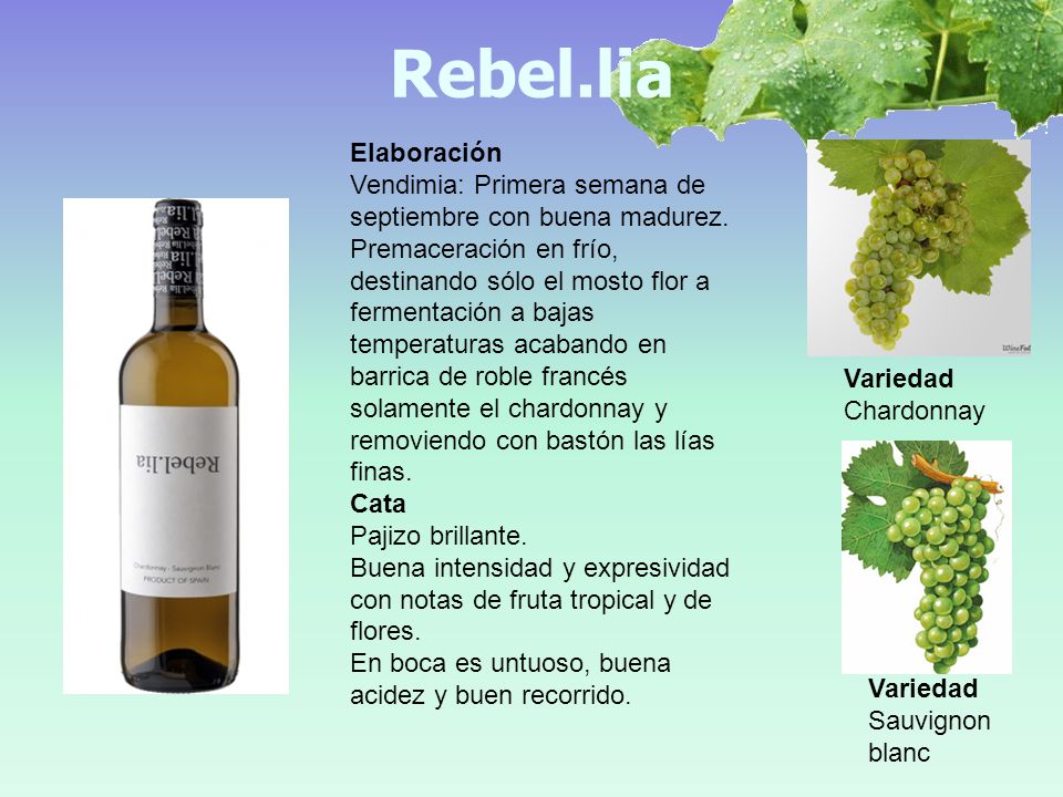 Rebel.lia Elaboración. Vendimia: Primera semana de septiembre con buena madurez.