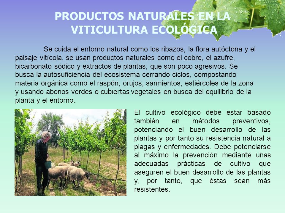 PRODUCTOS NATURALES EN LA VITICULTURA ECOLÓGICA