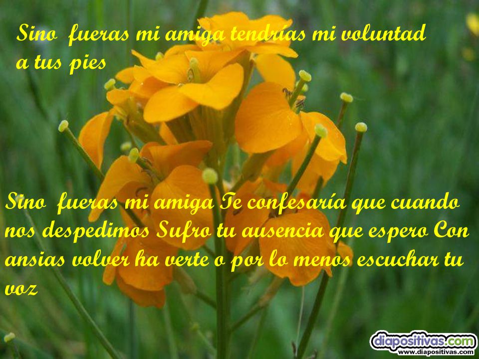 Sino fueras mi amiga tendrías mi voluntad a tus pies