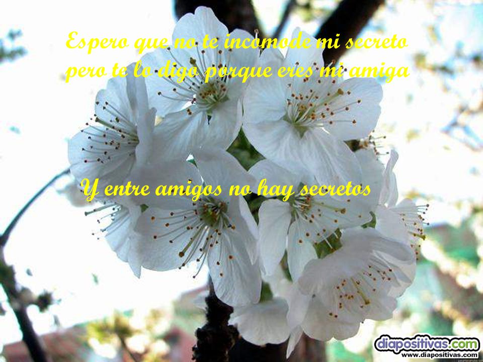Espero que no te incomode mi secreto pero te lo digo porque eres mi amiga