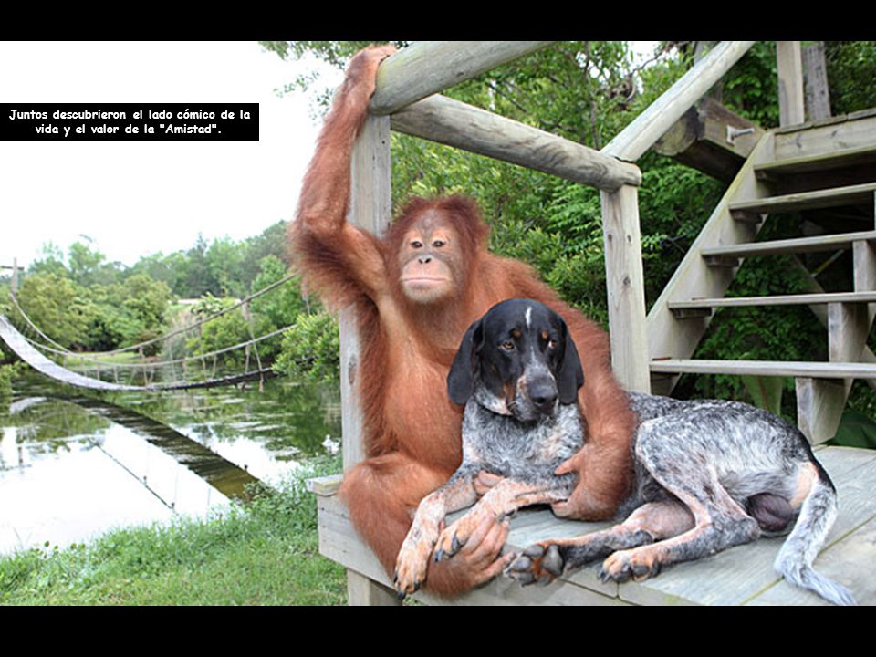 Juntos descubrieron el lado cómico de la vida y el valor de la Amistad .