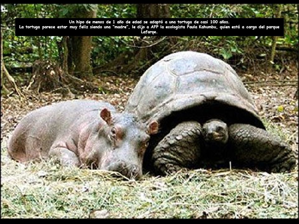 Un hipo de menos de 1 año de edad se adaptó a una tortuga de casi 100 años.