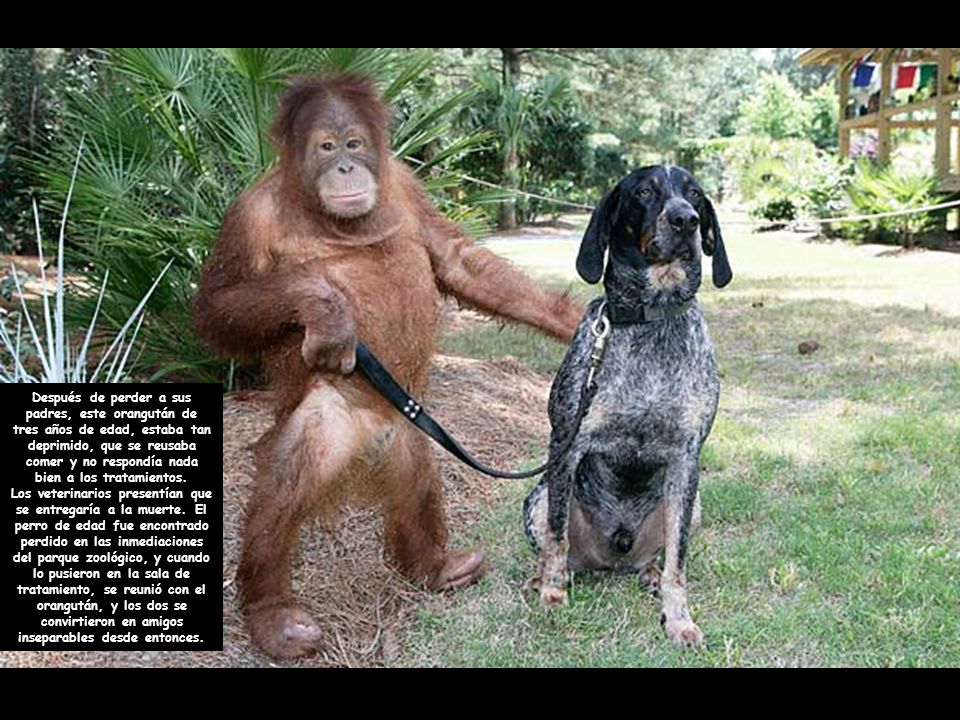 Después de perder a sus padres, este orangután de tres años de edad, estaba tan deprimido, que se reusaba comer y no respondía nada bien a los tratamientos.