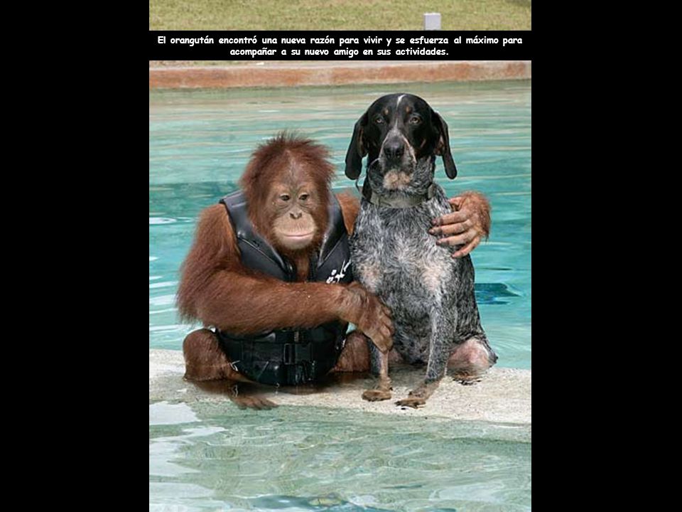 El orangután encontró una nueva razón para vivir y se esfuerza al máximo para acompañar a su nuevo amigo en sus actividades.