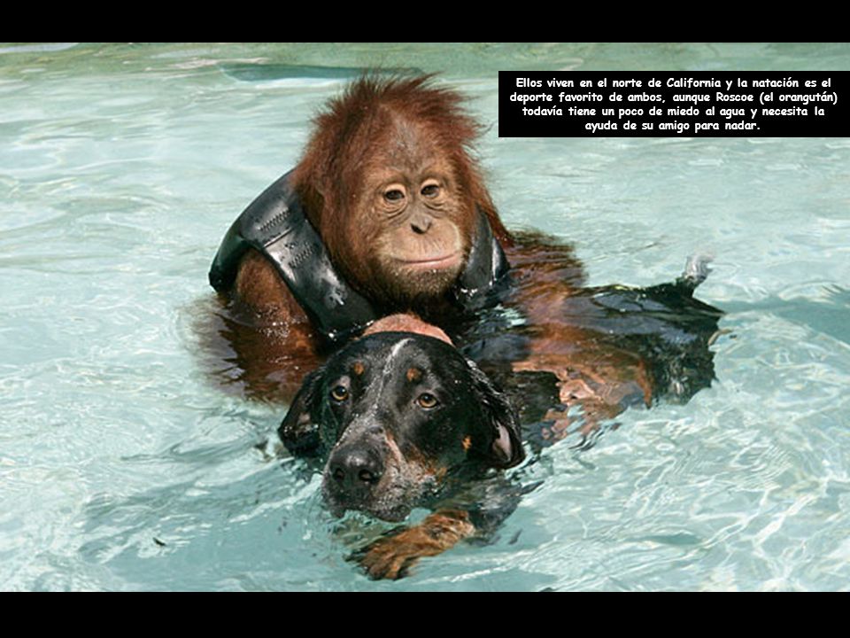 Ellos viven en el norte de California y la natación es el deporte favorito de ambos, aunque Roscoe (el orangután) todavía tiene un poco de miedo al agua y necesita la ayuda de su amigo para nadar.