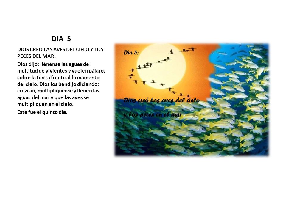 DIA 5 DIOS CREO LAS AVES DEL CIELO Y LOS PECES DEL MAR.