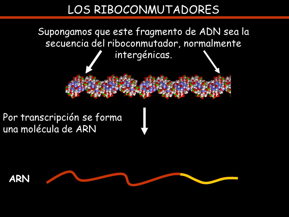 LOS RIBOCONMUTADORES Supongamos que este fragmento de ADN sea la secuencia del riboconmutador, normalmente intergénicas.