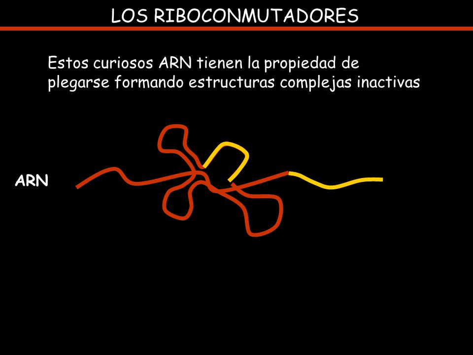 LOS RIBOCONMUTADORES Estos curiosos ARN tienen la propiedad de plegarse formando estructuras complejas inactivas.