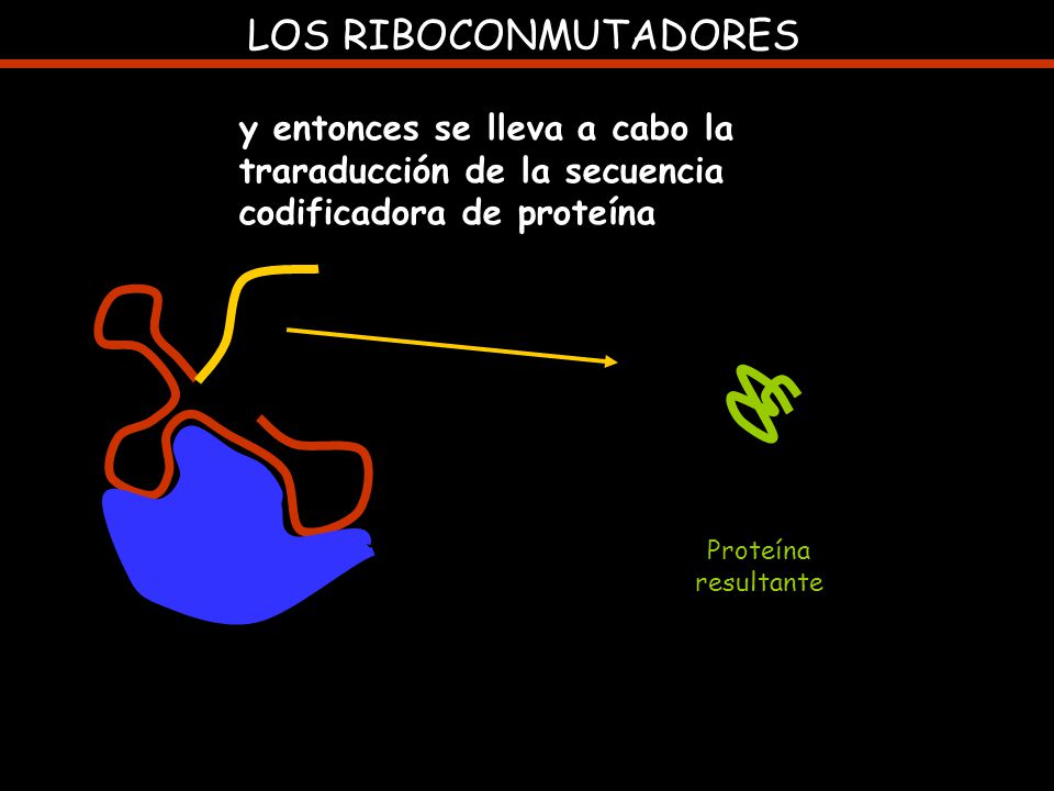LOS RIBOCONMUTADORES y entonces se lleva a cabo la traraducción de la secuencia codificadora de proteína.