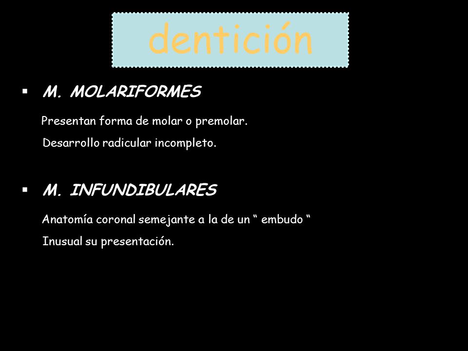 dentición M. MOLARIFORMES Presentan forma de molar o premolar.