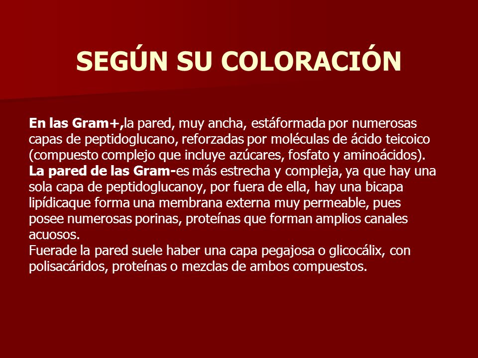 SEGÚN SU COLORACIÓN En las Gram+,la pared, muy ancha, estáformada por numerosas. capas de peptidoglucano, reforzadas por moléculas de ácido teicoico.