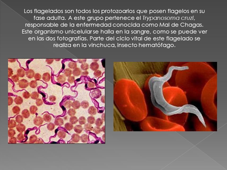Los flagelados son todos los protozoarios que posen flagelos en su fase adulta.