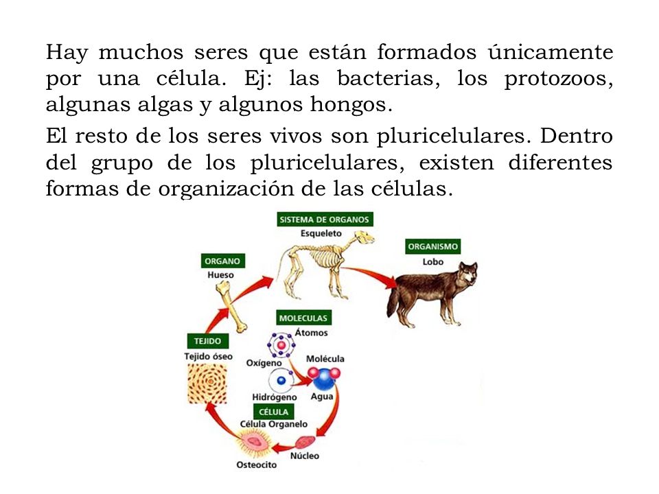 Hay muchos seres que están formados únicamente por una célula