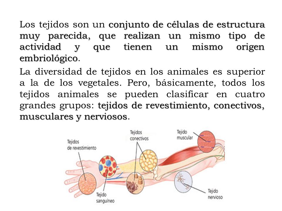Los tejidos son un conjunto de células de estructura muy parecida, que realizan un mismo tipo de actividad y que tienen un mismo origen embriológico.