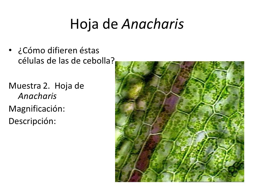 Hoja de Anacharis ¿Cómo difieren éstas células de las de cebolla