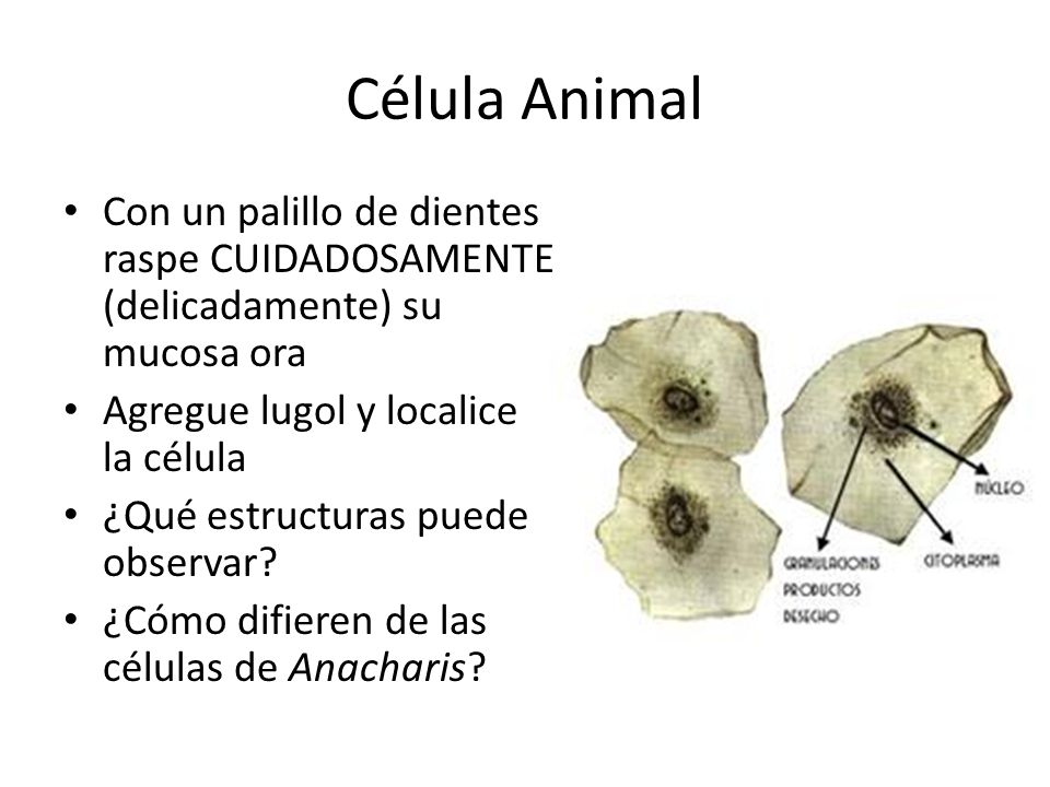 Célula Animal Con un palillo de dientes raspe CUIDADOSAMENTE (delicadamente) su mucosa ora. Agregue lugol y localice la célula.