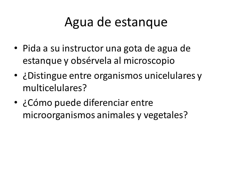 Agua de estanque Pida a su instructor una gota de agua de estanque y obsérvela al microscopio.