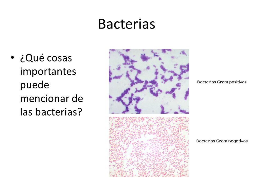 Bacterias ¿Qué cosas importantes puede mencionar de las bacterias