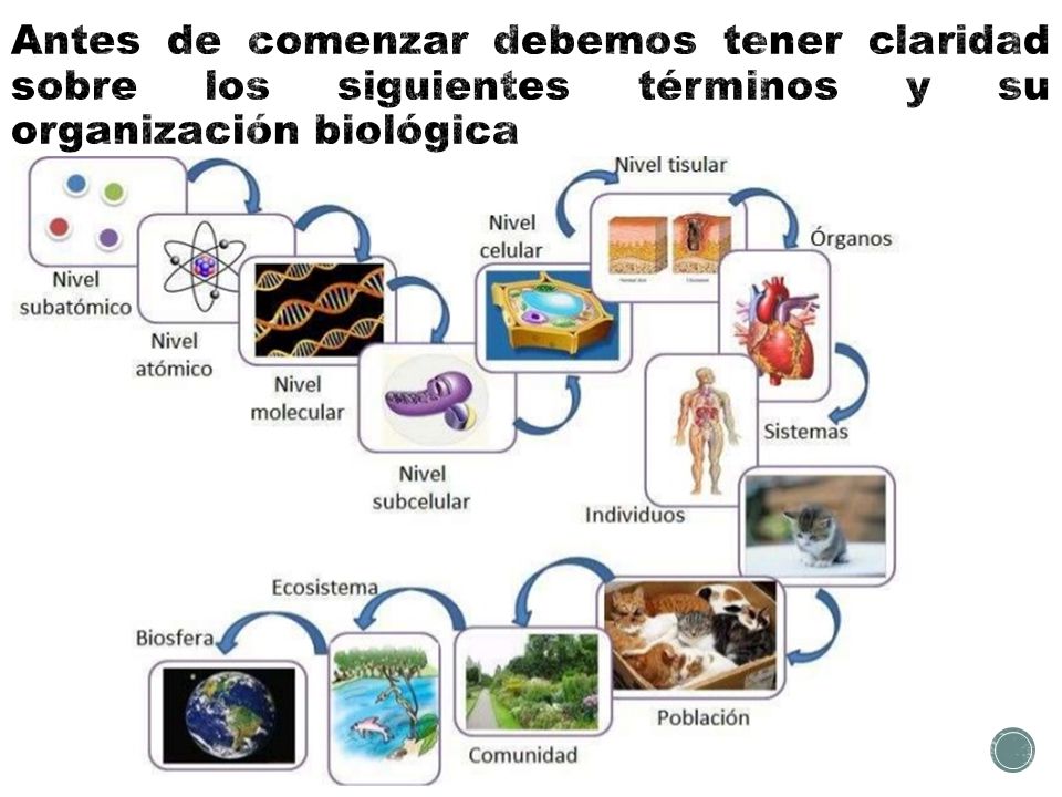 Antes de comenzar debemos tener claridad sobre los siguientes términos y su organización biológica