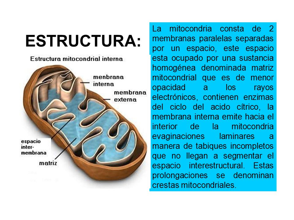 La mitocondria consta de 2 membranas paralelas separadas por un espacio, este espacio esta ocupado por una sustancia homogénea denominada matriz mitocondrial que es de menor opacidad a los rayos electrónicos, contienen enzimas del ciclo del acido cítrico, la membrana interna emite hacia el interior de la mitocondria evaginaciones laminares a manera de tabiques incompletos que no llegan a segmentar el espacio interestructural. Estas prolongaciones se denominan crestas mitocondriales.