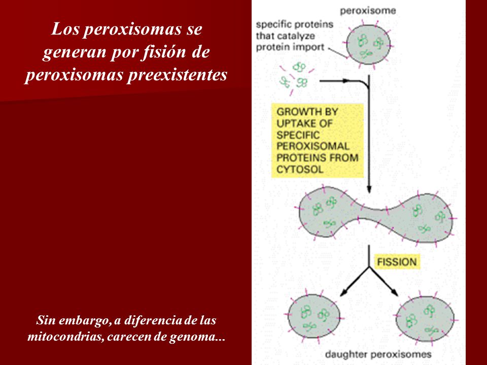 Los peroxisomas se generan por fisión de peroxisomas preexistentes