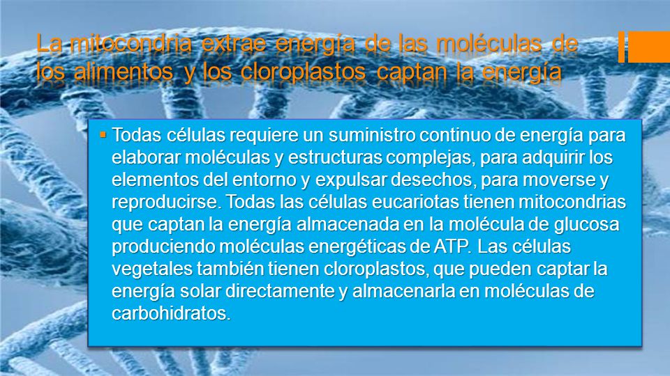La mitocondria extrae energía de las moléculas de los alimentos y los cloroplastos captan la energía