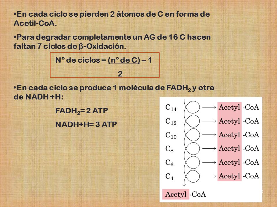 En cada ciclo se pierden 2 átomos de C en forma de Acetil-CoA.