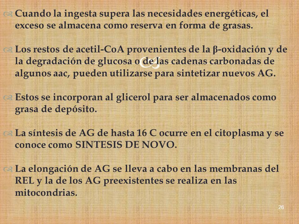 Cuando la ingesta supera las necesidades energéticas, el exceso se almacena como reserva en forma de grasas.