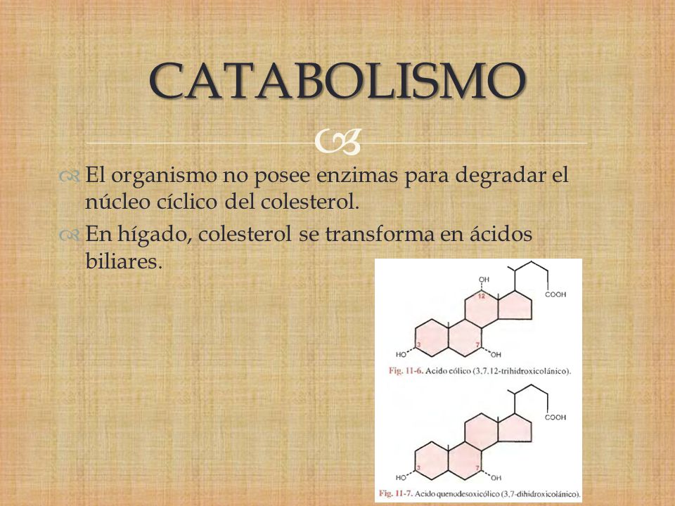 CATABOLISMO El organismo no posee enzimas para degradar el núcleo cíclico del colesterol.