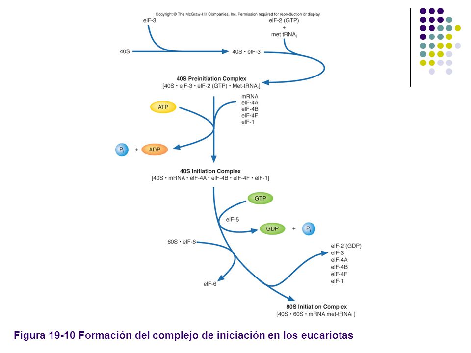 Figura Formación del complejo de iniciación en los eucariotas