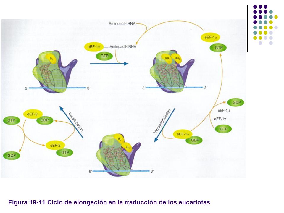 Figura Ciclo de elongación en la traducción de los eucariotas