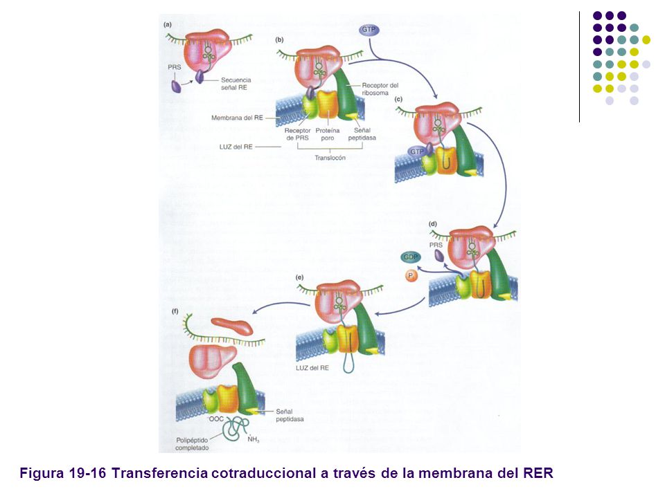 Figura Transferencia cotraduccional a través de la membrana del RER