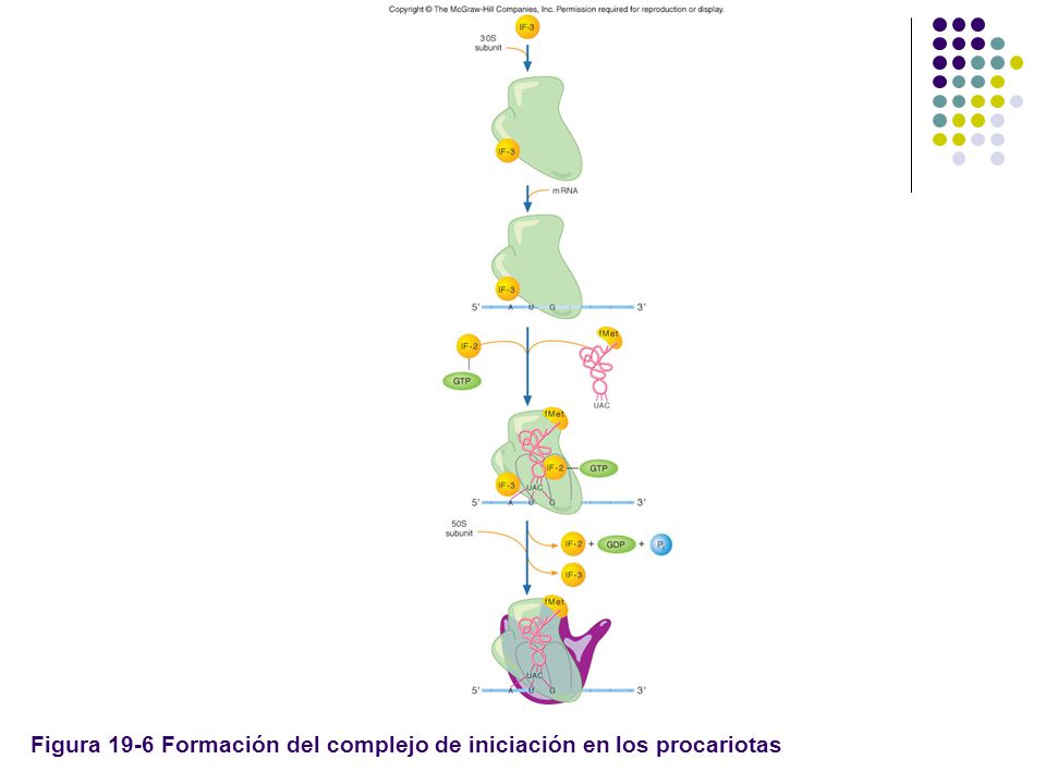 Figura 19-6 Formación del complejo de iniciación en los procariotas