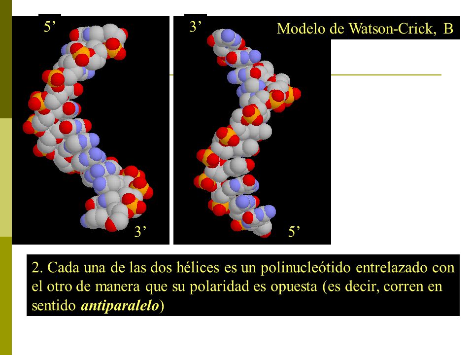 5’ 3’ Modelo de Watson-Crick, B. 3’ 5’ 2. Cada una de las dos hélices es un polinucleótido entrelazado con.