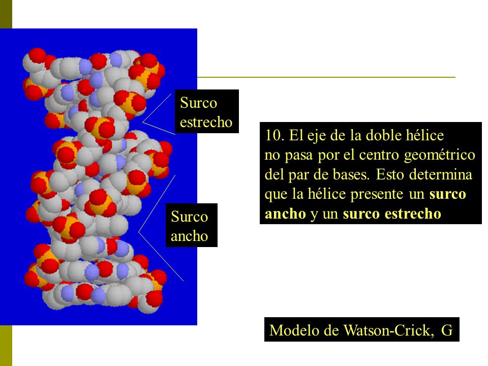 Surco estrecho. 10. El eje de la doble hélice. no pasa por el centro geométrico. del par de bases. Esto determina.