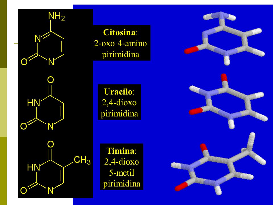 Citosina: 2-oxo 4-amino. pirimidina. Uracilo: 2,4-dioxo. pirimidina. Timina: 2,4-dioxo. 5-metil.