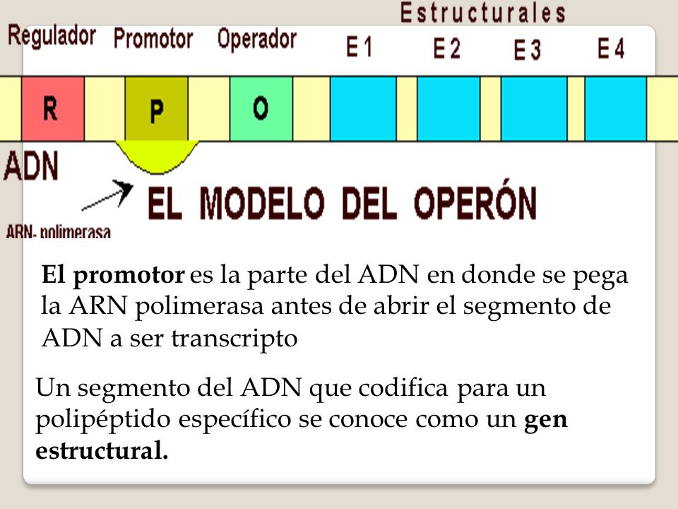 El promotor es la parte del ADN en donde se pega la ARN polimerasa antes de abrir el segmento de ADN a ser transcripto
