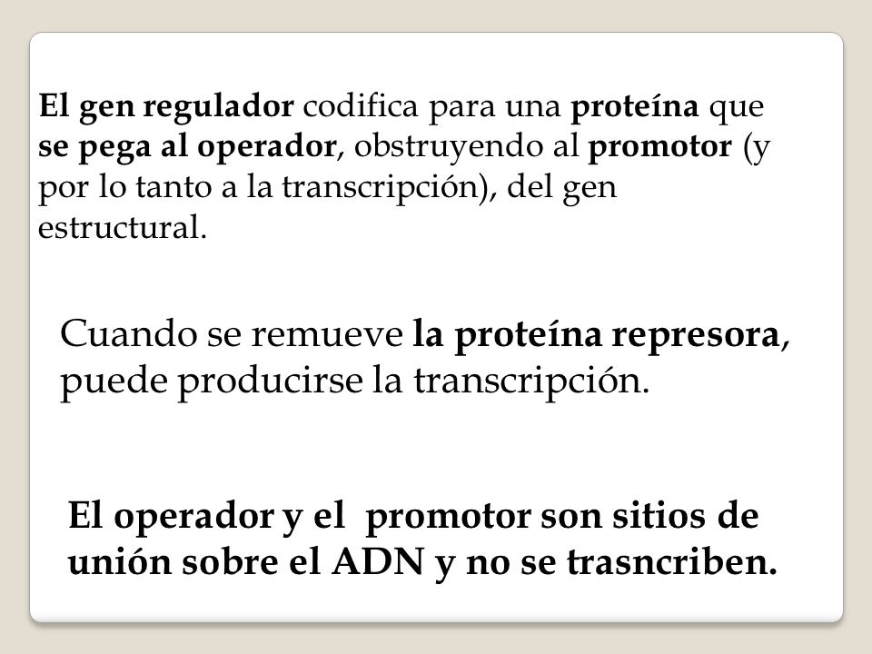 El gen regulador codifica para una proteína que se pega al operador, obstruyendo al promotor (y por lo tanto a la transcripción), del gen estructural.