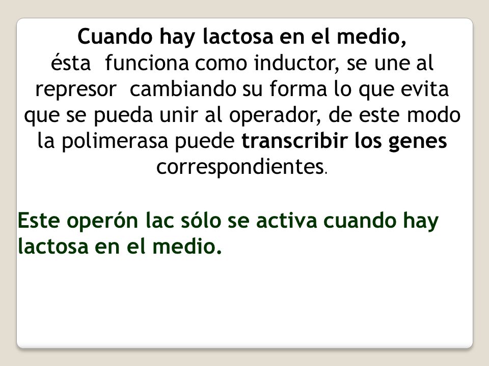 Cuando hay lactosa en el medio, ésta funciona como inductor, se une al represor cambiando su forma lo que evita que se pueda unir al operador, de este modo la polimerasa puede transcribir los genes correspondientes.