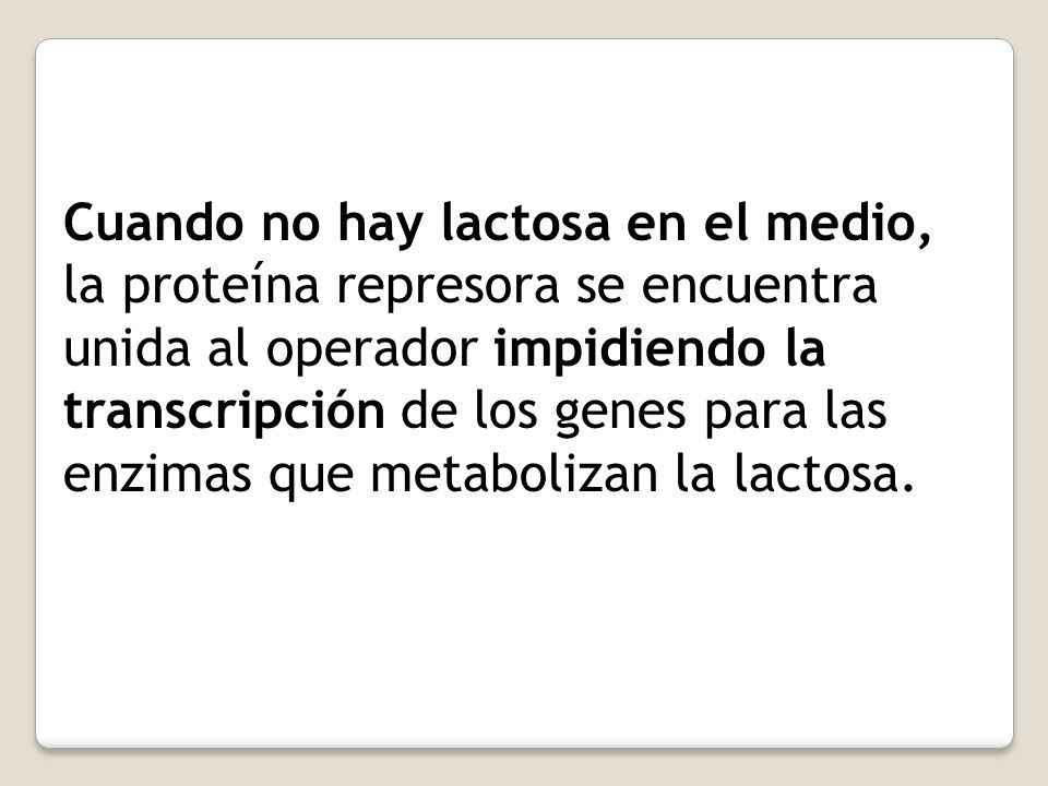 Cuando no hay lactosa en el medio, la proteína represora se encuentra unida al operador impidiendo la transcripción de los genes para las enzimas que metabolizan la lactosa.