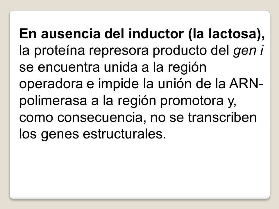 En ausencia del inductor (la lactosa), la proteína represora producto del gen i se encuentra unida a la región operadora e impide la unión de la ARN-polimerasa a la región promotora y, como consecuencia, no se transcriben los genes estructurales.