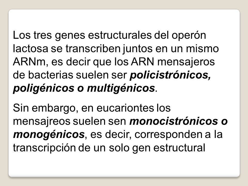 Los tres genes estructurales del operón lactosa se transcriben juntos en un mismo ARNm, es decir que los ARN mensajeros de bacterias suelen ser policistrónicos, poligénicos o multigénicos.